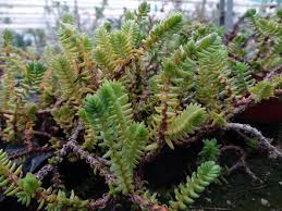 Image result for Crassula lanceolata