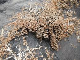 Image result for Inversodicraea