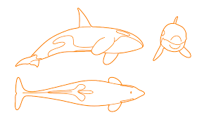 Orca Whale Killer Whale Dimensions Drawings Dimensions