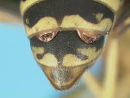 Image result for Xenostegia alatipes