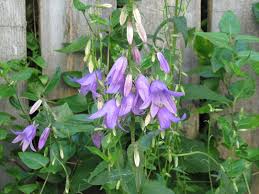 creeping bell flower