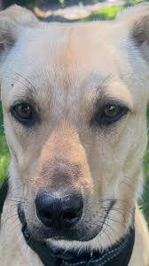 Found puppy at Sutter cemetery in California