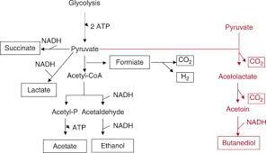 Glucose first converts to pyruvates through glycolysis process and then to lactic acids or alcohol as well as other products of fermentation. Mixed Acid Fermentation An Overview Sciencedirect Topics