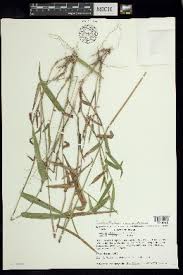 Image result for Panicum adenophorum