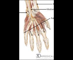 Blood vessels and nerves of the arm. Nerves Blood Vessels And Lymph Advanced Anatomy 2nd Ed