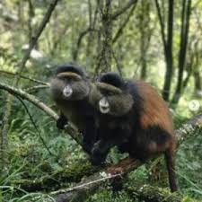 Image result for Musanga leo-errerae