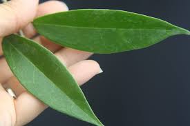 Image result for Cola chlorantha