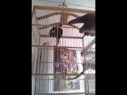 Burung decu kembang little pied flycatcher is a species of bird in the family muscicapidae. Decu Kembang Gacor Youtube