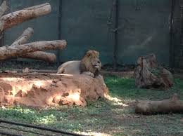 King Of The Jungle 1 Mysore Zoo Officially The Sri Chamarajendra Zoological Gardens Mysore Zoo Zoological Garden Zoo