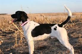 Check spelling or type a new query. German Shorthaired Lab Mix Gsp Labrador Hybrid Hunting Dogs