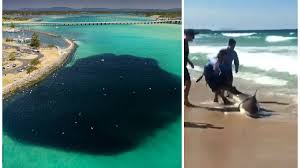 In this image made from a video, people walk along a beach in tuncurry, australia, tuesday, may 18, 2021. Sharks Spotted In Large Numbers On Forster And Tuncurry Beaches Drone Video Great Lakes Advocate Forster Nsw