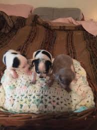 Chocolate chihuahuas, blue chihuahuas, white chihuahuas, merle chihuahuas, black chihuahuas, sable chihuahuas, creme chihuahuas, lavender chihuahuas, and red yorkie puppies for sale in houston texas. Best Chihuahua Puppies Exotic Colors For Sale In La Grange Texas For 2021