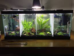 Can two male bettas live together. 20long 4x Divided Tank Album On Imgur