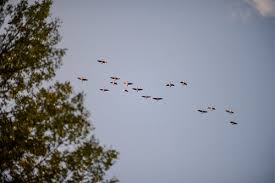 We did not find results for: 10 Poems For Loss Grief Consolation Transactions With Beauty