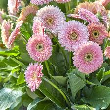 Image result for Gerbera