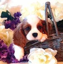 Cavalier King Charles Spaniel Pictures 32q2c7895tt Cavalier King Charles Spaniel Cavalier King Charles King Charles Cavalier Spaniel Puppy