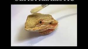 Maybe you would like to learn more about one of these? Bearded Dragon Ultra Realistic Painting Youtube