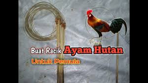 Nah, untuk mengetahui sejarah munculnya ayam beserta segala pertanyaan di atas, simak ayam jangkung, seperti yang anda tahu, adalah keturunan dari dari empat spesies burung hutan liar jadi, kemungkinan besar ayam hari ini memiliki banyak leluhur. Belajar Buat Racik By Anak Rimba Cinta Binatang