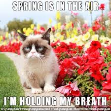 Grumpy Cat Spring Quote Grumpy Cat Grumpy Cat Meme Cats