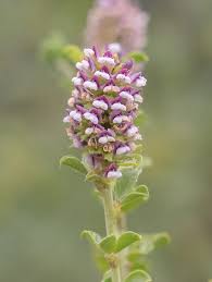 Image result for Psoralea glabra