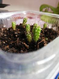 Quick and easy method for growing the san pedro cactus from seeds, without sterilizing the soil. My San Pedro Cacti Are Almost 1 Year Old Should They Have Grown More Than This They Are Around 2cm Length Druggardening