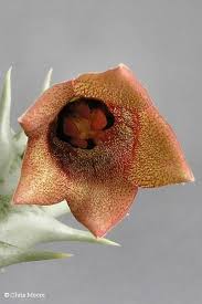 Image result for Orbea lugardii