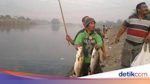 Pasang surut atmosfer (atmospheric tide). Penjelasan Badan Karantina Soal Fenomena Ikan Mabuk