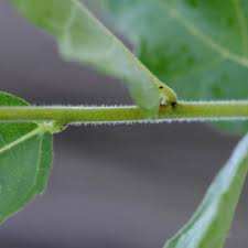 Image result for Ficus pygmaea
