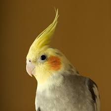Grey Bird With Red Cheeks I Once Had A Cockatiel That Looked Just Like This With The Same Rosy Cheeks My Daughter Named Her Tweety And She Lived For About Pet Birds Cockatiel Animals