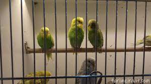 muhabbet kusu fiyatlari 2021