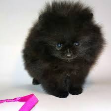 Black And Brown Pomeranian Price Pomeranian Puppies For Sale Get Pics And Price On Https Spitzpomeranian Co Uk Pomeranian Puppy For Sale Pomeranian Puppy Cute Pomeranian