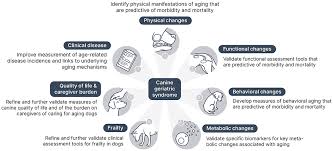 Image result for Geriatric Links