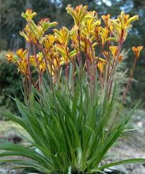 Image result for Anigozanthos