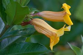 Image result for Allamanda schottii