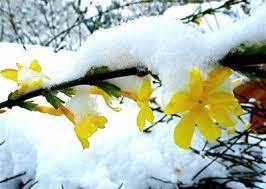 Winterizing Jasmine Plants Caring For Jasmine During Winter Jasmine Plant Winter Jasmine Winter Garden