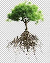 Root Tree Stock Photography Png Branch Computer Icons Flowerpot Houseplant Nature Tree Roots Tree Stock Photography