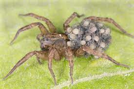 Its house is spacious and big and has plenty of airholes. Don T Squish That Wolf Spider Terminix