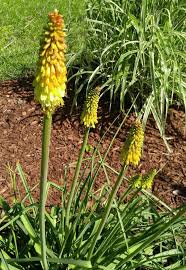 We did not find results for: Red Hot Poker Growing And Caring For Torch Lilies