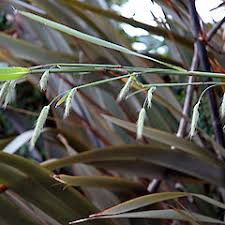 Image result for Cenchrus unisetus