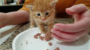 And start off by using the same litter he was raised on. Teaching A 4 Week To 5 Week Old Kitten To Eat Solid Food Found A Kitten Stabilizing Them Youtube