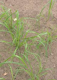 Image result for Eragrostis tef