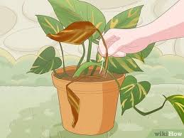 We did not find results for: 3 Ways To Care For A Golden Pothos Wikihow