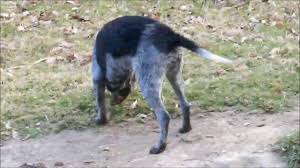 Euthanizing a physically healthy dog, one who is joyful and loving part of the time, is surely the hardest thing a dog lover has to face. Kobnko Deutsch Drahthaar