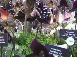 Paphiopedilum, often called the venus slipper, is a genus of the lady slipper orchid subfamily cypripedioideae of the flowering plant family orchidaceae.the genus comprises some 80 accepted taxa including several natural hybrids. American Orchid Society Youtube