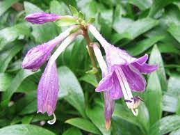 Perennial flowers that start with h. List Of Perennial Flowers H With Pictures