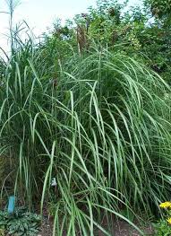 Gracimillus 51 5000 miscanthus sin. Miskant Chinski Goliath Lac Miscanthus Sinensis Kod 4101 Byliny Kwiaty Rosliny Szkolka Bylin Bergenia