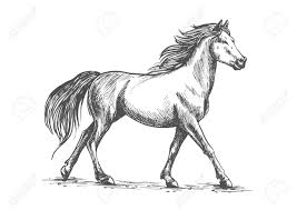 This is a black mustang horse, and can be spotted in nevada, montana, and oregon. Proud White Horse Walks Gracefully With Its Front Hoof Forward Royalty Free Cliparts Vectors And Stock Illustration Image 64879383