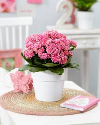 Serenity Pink White
