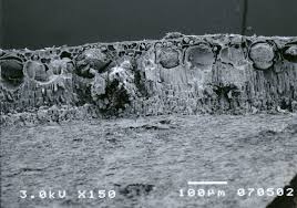 Image result for Nesogordonia