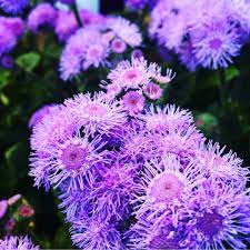 Ageratum High Tide Blue Floss Flower High Tide Blue In Gardentags Plant Encyclopedia